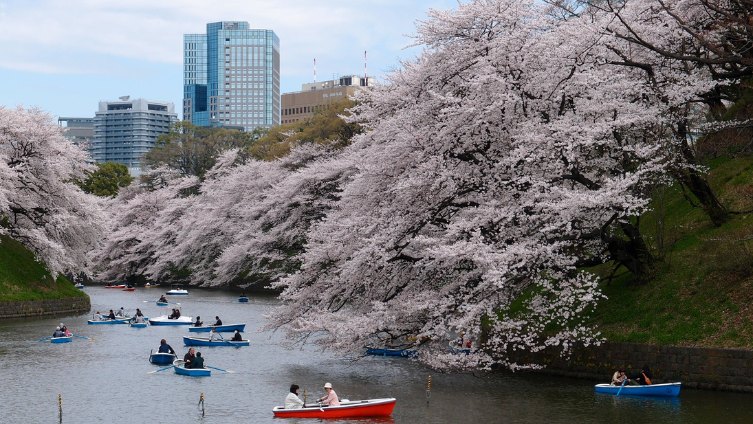 Cherry Blossom in River Park